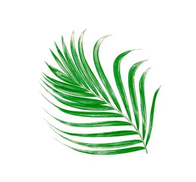 Green leaf of palm tree isolated on white background Stock Photos