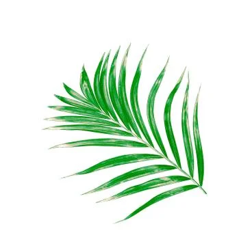 Green leaf of palm tree isolated on white background Stock Photos