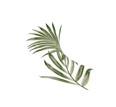 Green leaf of palm tree isolated on white background Stock-Fotos