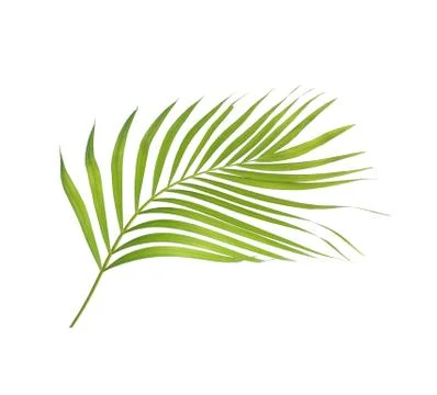 Green leaf of palm tree isolated on white background Stock Photos