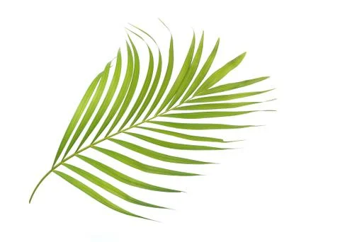 Green leaf of palm tree isolated on white background Stock Photos