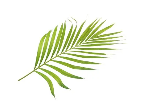 Green leaf of palm tree isolated on white background Stock Photos