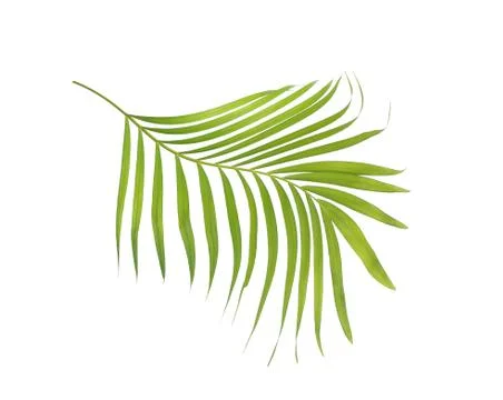 Green leaf of palm tree isolated on white background Stock Photos