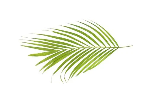 Green leaf of palm tree isolated on white background Stock Photos