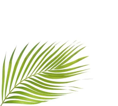 Green leaf of palm tree isolated on white background Stock Photos