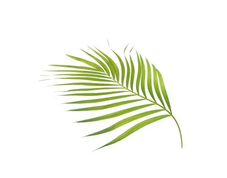 Green leaf of palm tree isolated on white background Stock Photos