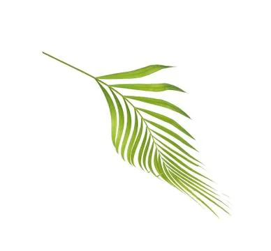 Green leaf of palm tree isolated on white background Stock Photos
