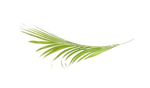 Green leaf of palm tree isolated on white background Stock Photos