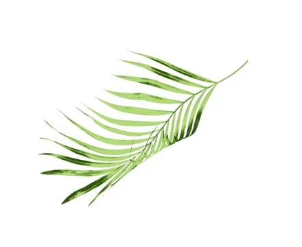Green leaf of palm tree isolated on white background Stock Photos