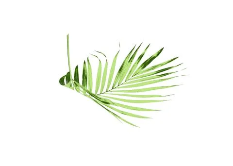 Green leaf of palm tree isolated on white background Stock Photos