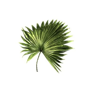 Green leaf of palm tree isolated on white background Stock Photos