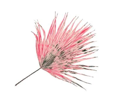 Green leaf of palm tree isolated on white background Stock Photos