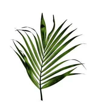 Green leaf of palm tree isolated on white background Stock Photos