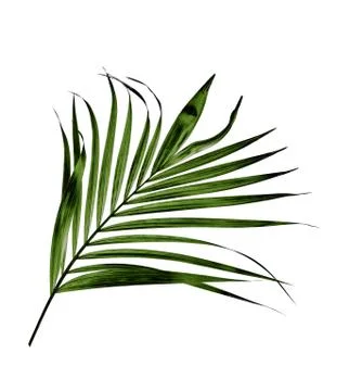 Green leaf of palm tree isolated on white background Stock Photos