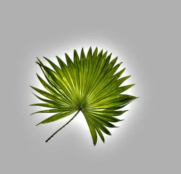 Green leaf of palm tree isolated on white background Stock-Fotos