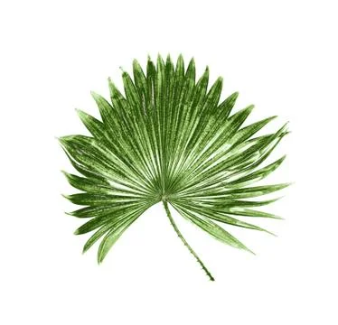 Green leaf of palm tree isolated on white background Stock Photos