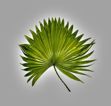 Green leaf of palm tree isolated on white background Stock Photos