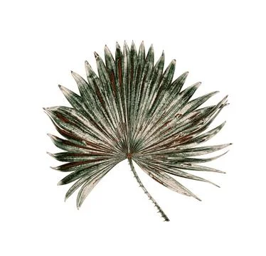 Green leaf of palm tree isolated on white background Stock-Fotos
