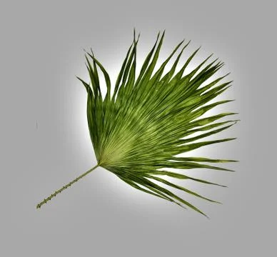 Green leaf of palm tree isolated on white background Stock Photos
