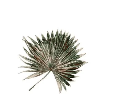 Green leaf of palm tree isolated on white background Fotos Stock
