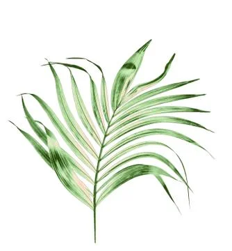 Green leaf of palm tree isolated on white background Stock Photos