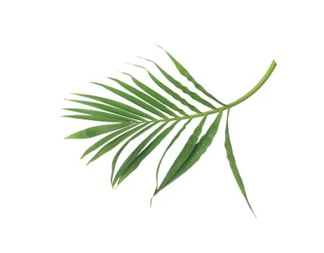 Green leaf of palm tree isolated on white background Stock Photos