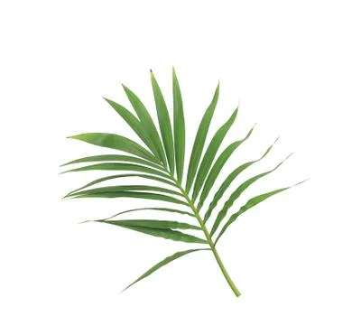 Green leaf of palm tree isolated on white background Stock Photos