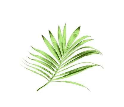 Green leaf of palm tree isolated on white background Stock-Fotos