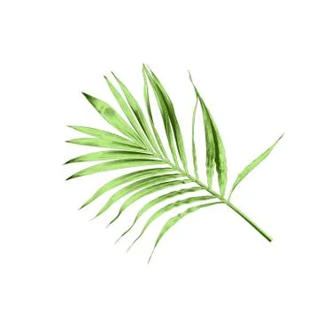 Green leaf of palm tree isolated on white background Stock Photos