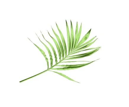 Green leaf of palm tree isolated on white background Stock Photos