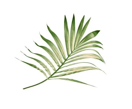 Green leaf of palm tree isolated on white background Stock Photos