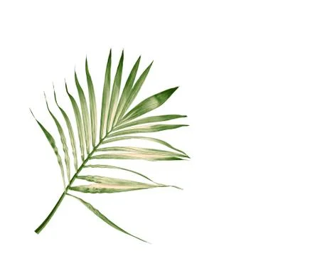 Green leaf of palm tree isolated on white background Stock Photos