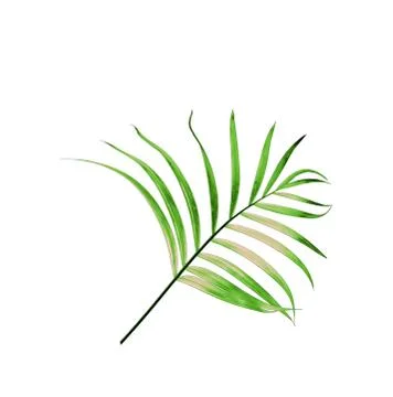 Green leaf of palm tree isolated on white background Foto stock
