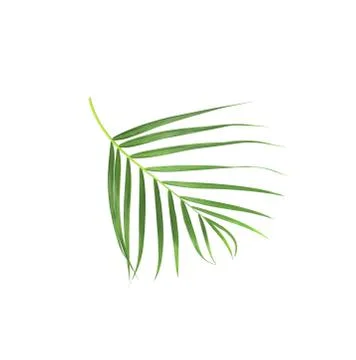 Green leaf of palm tree isolated on white background Stock Photos