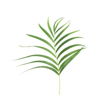 Green leaf of palm tree isolated on white background Stock Photos