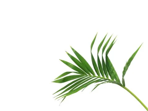 Green leaf of palm tree isolated on white background Stock-Fotos