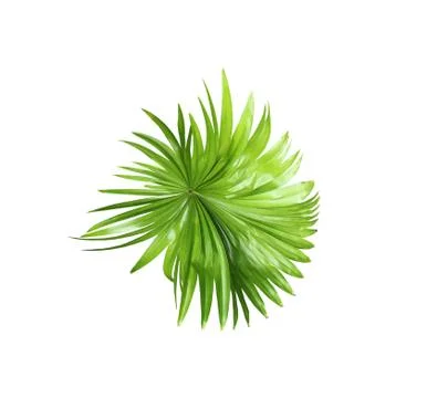 Green leaf of palm tree isolated on white background Foto stock