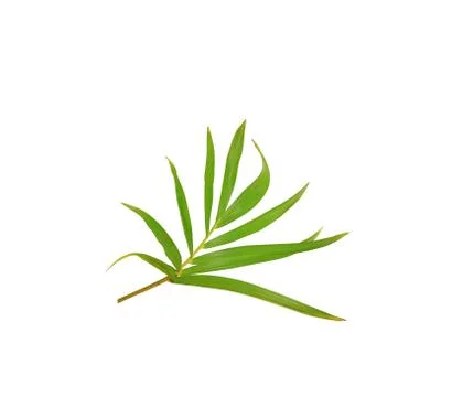 Green leaf of palm tree isolated on white background Stock Photos