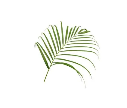Green leaf of palm tree isolated on white background Stock Photos