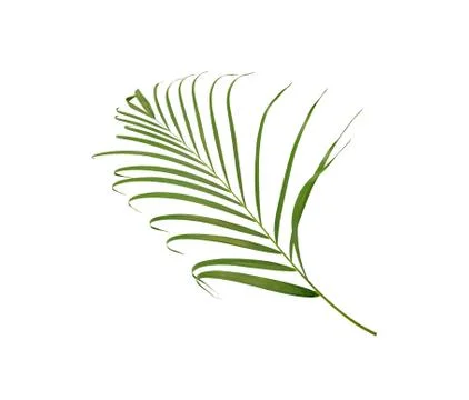 Green leaf of palm tree isolated on white background Stock Photos