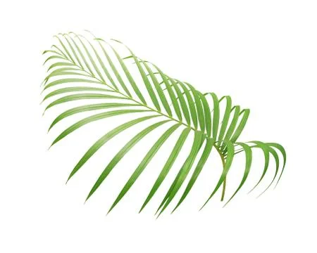 Green leaf of palm tree isolated on white background Stock Photos
