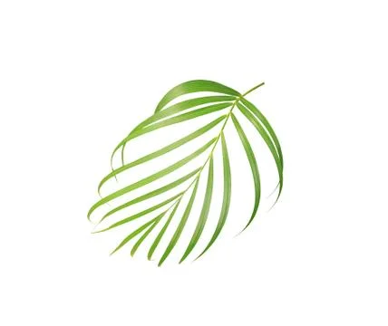 Green leaf of palm tree isolated on white background Stock Photos