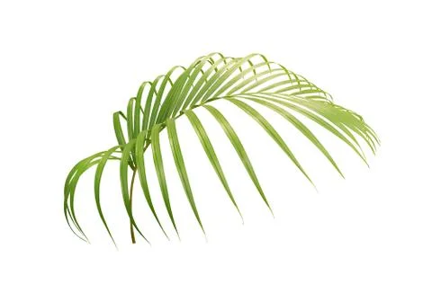Green leaf of palm tree isolated on white background Stock Photos