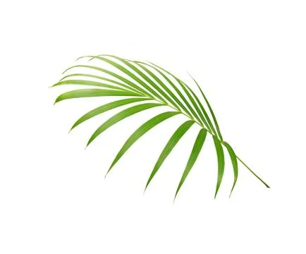 Green leaf of palm tree isolated on white background Foto stock