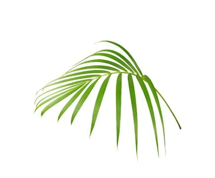 Green leaf of palm tree isolated on white background Stock Photos