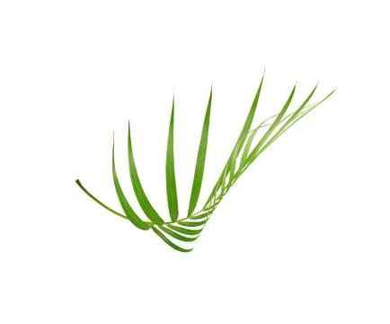 Green leaf of palm tree isolated on white background Stock Photos