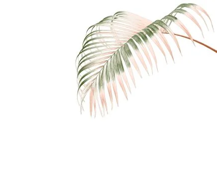 Green leaf of palm tree isolated on white background Foto stock