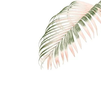 Green leaf of palm tree isolated on white background Stock Photos