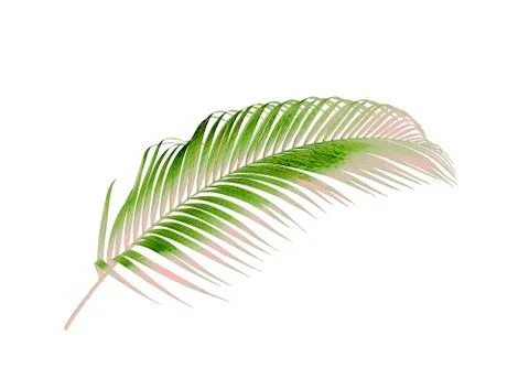 Green leaf of palm tree isolated on white background Stock Photos