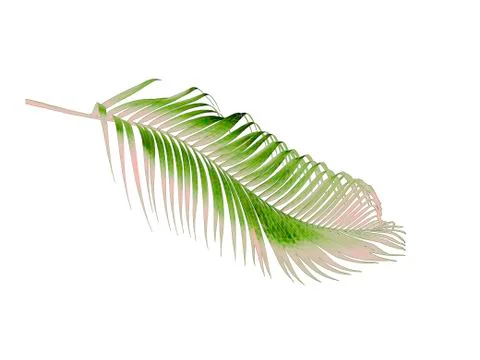 Green leaf of palm tree isolated on white background Stock Photos